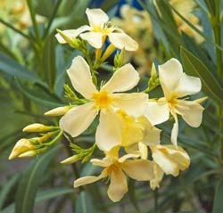 Rose Bay, Yellow Flowers